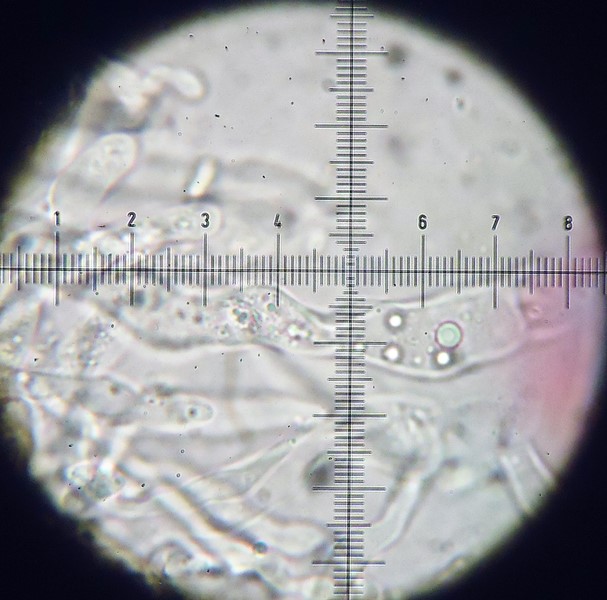 Megalocystidium leucoxanthum? (Gloeocystidiellum leucoxanthum)